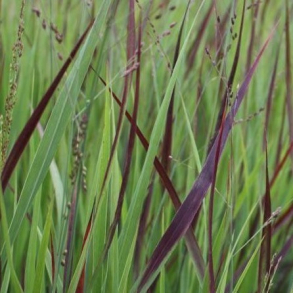Panicum virgatum Heiliger Hain -  Rishirse - Staudehirse