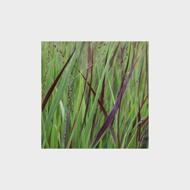 Panicum virgatum Heiliger Hain -  Rishirse - Staudehirse