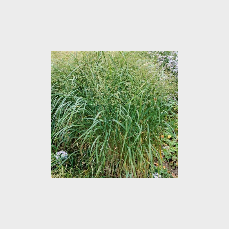 Panicum virgatum - Prriehirse