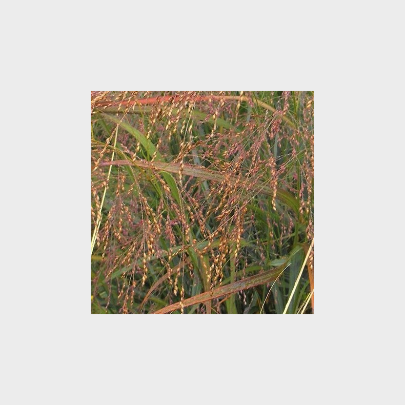 Panicum virgatum Warrior -  Rishirse