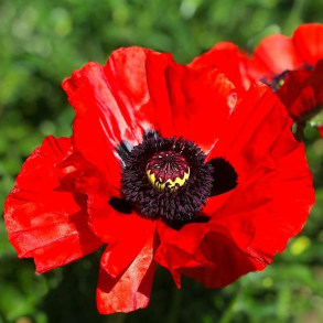 Papaver orientale Beauty of Livermere - K�mpevalmue 