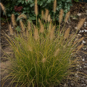 Pennisetum alopecuroides Reborn - Lampepudsergr�s