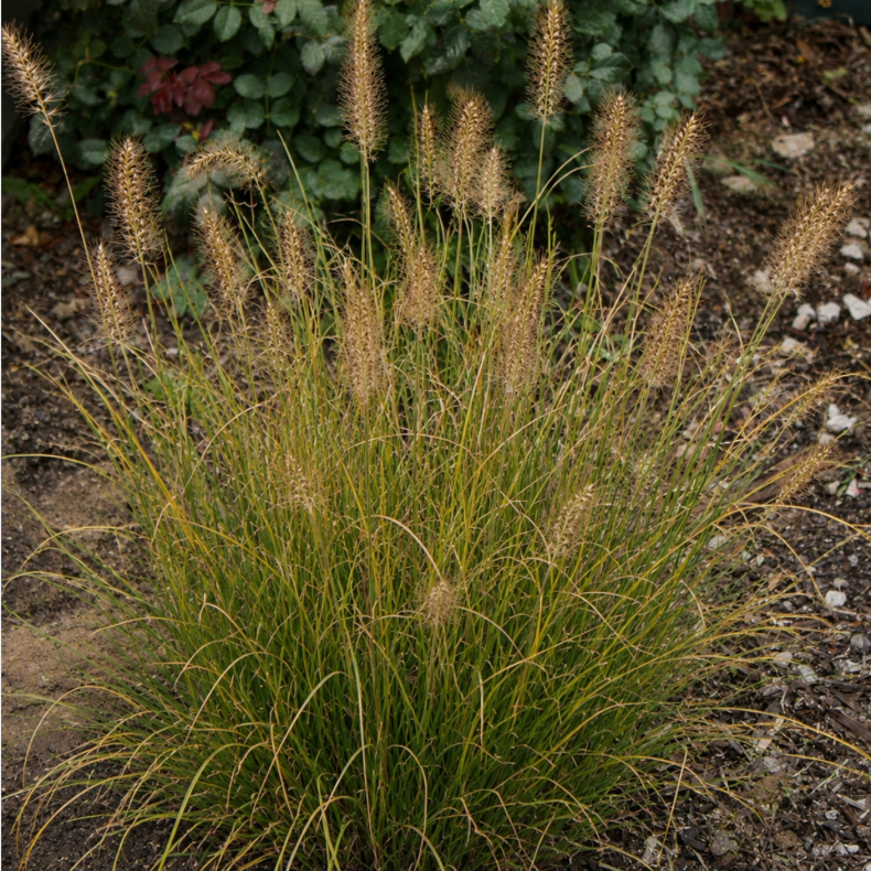 Pennisetum alopecuroides Reborn - Lampepudsergr�s