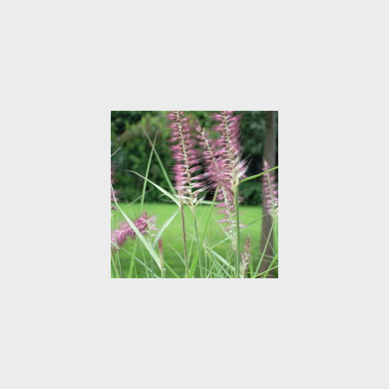 Pennisetum orientale Flamingo - Lampepudsgrs 