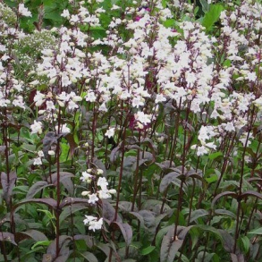 Penstemon Husker Red Superior strain -  Fingerb�lr�rblomst 