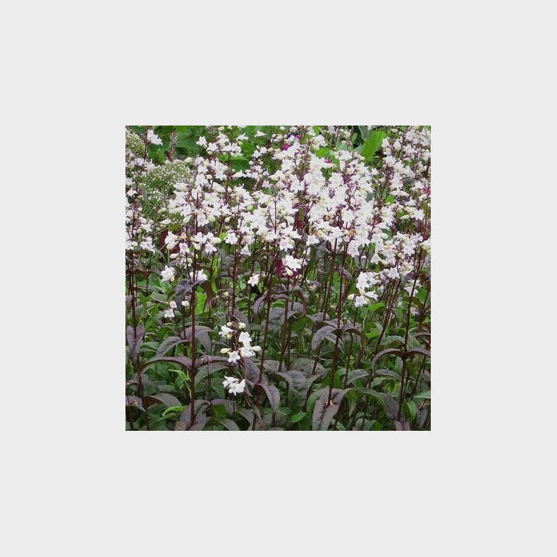 Penstemon Husker Red Superior strain -  Fingerb�lr�rblomst 