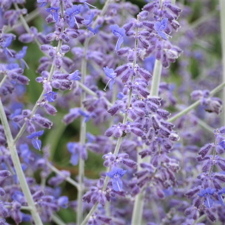 Perovskia atriplicifolia Blue Spire - Russisk Salvie 1,5L