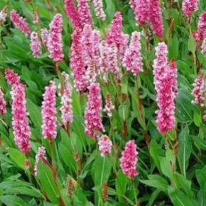 Persicaria affinis Superba - Tppepileurt