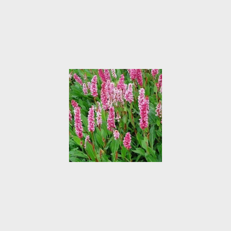 Persicaria affinis Superba - Tppepileurt