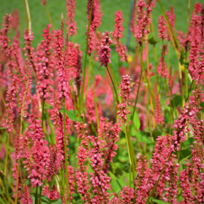 Persicaria amplexicaulis Orange Field - Kertepileurt