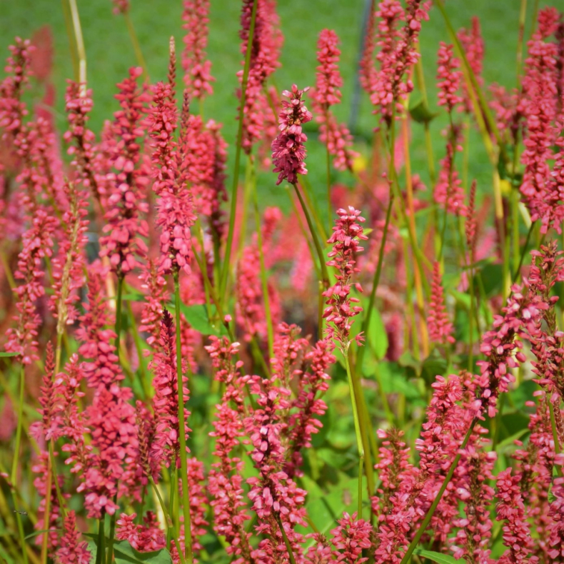 Persicaria amplexicaulis Orange Field - Kertepileurt