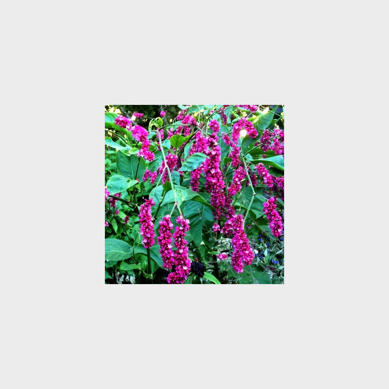 Persicaria orientalis - Kiss me over the gardengate - Etrig