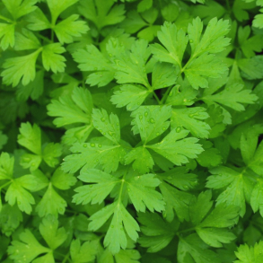 Petroselinum crispum - Kruset persille - Bord 44