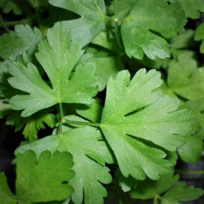 Petroselinum crispum var. neapolitanum - Glatbladet Bredbladet persille