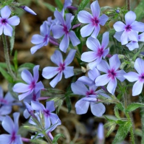 Phlox divaricata Chattahoochee - V�rfloks