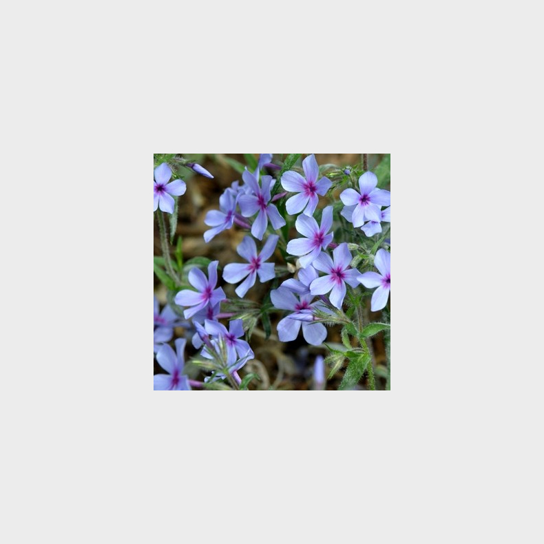 Phlox divaricata Chattahoochee - V�rfloks