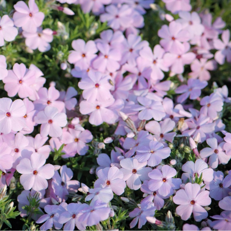 Phlox douglasii Lilac Cloud - Pudefloks