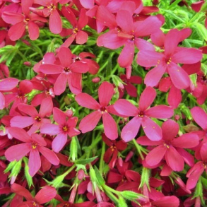 Phlox douglasii Ochsenblut - Pudefloks