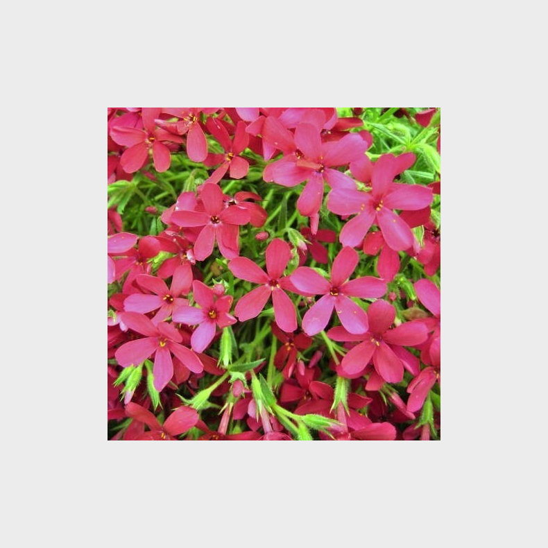Phlox douglasii Ochsenblut - Pudefloks