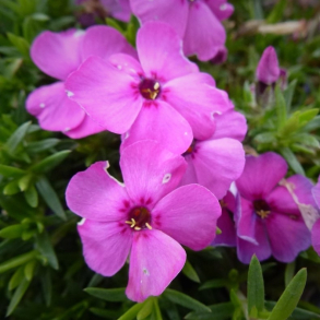 Phlox douglasii Red Admiral - Pudefloks