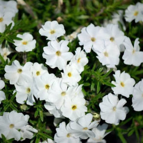 Phlox douglasii White Admiral - Pudefloks