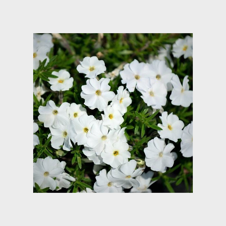 Phlox douglasii White Admiral - Pudefloks