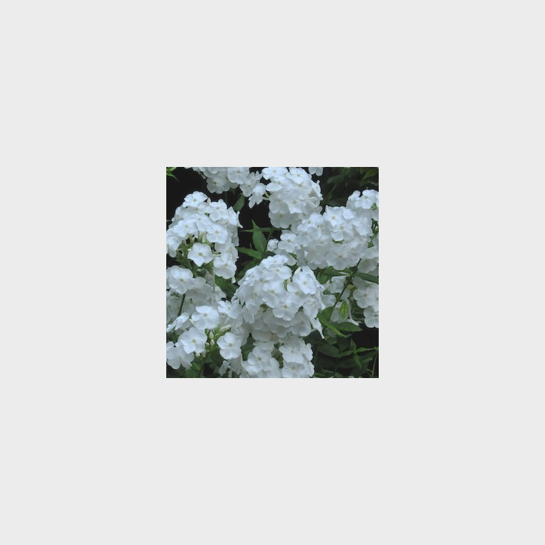 Phlox paniculata David - Hstfloks