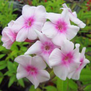 Phlox paniculata Europa - H�stfloks