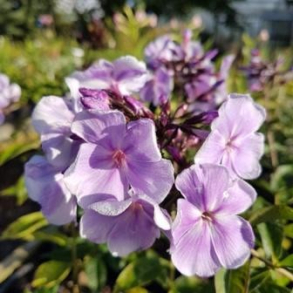 Phlox paniculata Franz Schubert - Hstfloks