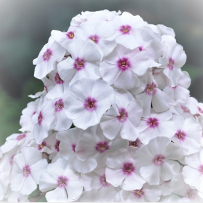Phlox paniculata Graf Zeppelin - H�stfloks