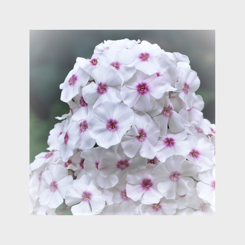 Phlox paniculata Graf Zeppelin - H�stfloks