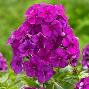 Phlox paniculata Nicky - H�stfloks 1L