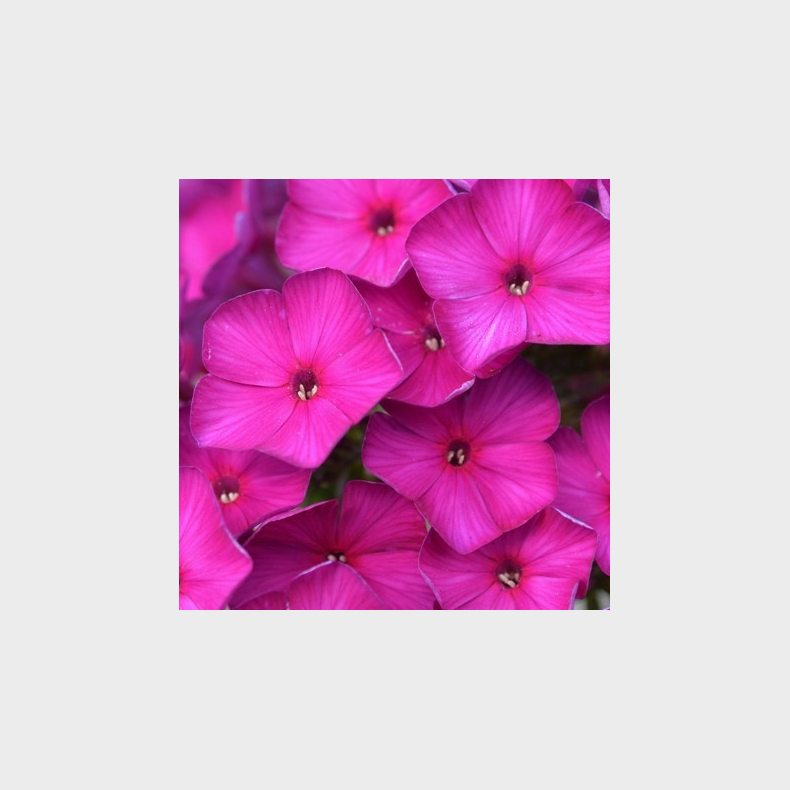 Phlox paniculata The King - Hstfloks