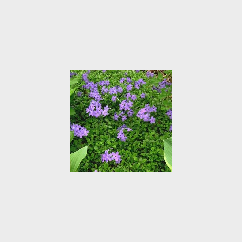 Phlox stolonifera Blue Ridge - Krybende Floks