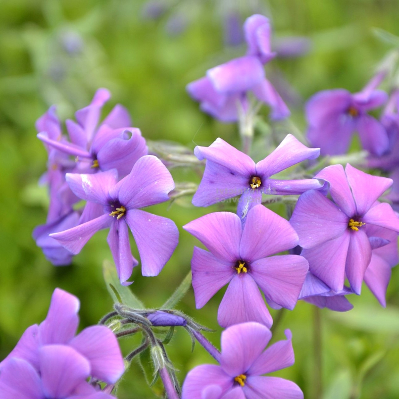 Phlox stolonifera Purpurea - Krybende Floks
