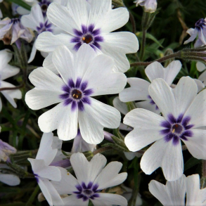 Phlox subulata Bavaria - Lyngfloks