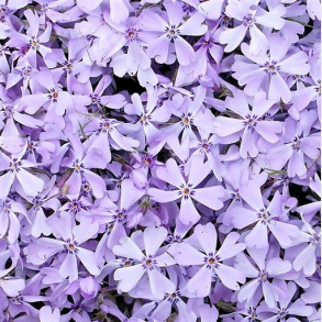 Phlox subulata Benita - Lyngfloks