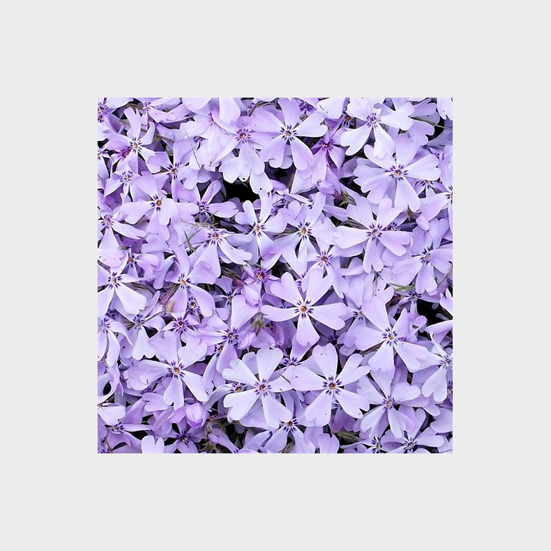Phlox subulata Benita - Lyngfloks