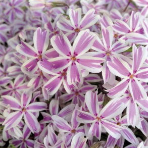 Phlox subulata Candy Stripes - Lyngfloks 