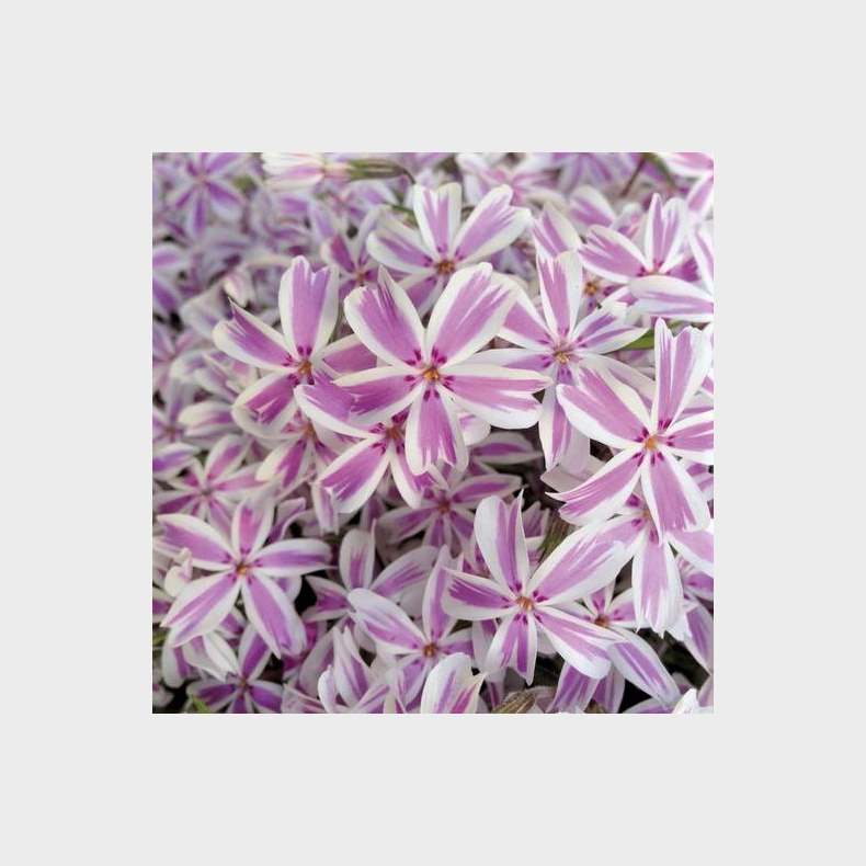 Phlox subulata Candy Stripes - Lyngfloks 