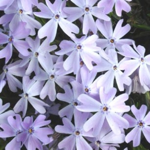 Phlox subulata Emerald Cushion Blue - Lyngfloks
