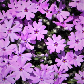 Phlox subulata Fort Hill - Lyngfloks