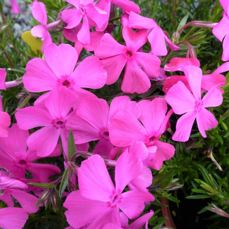 Phlox subulata MacDaniels Cushion - Lyngfloks