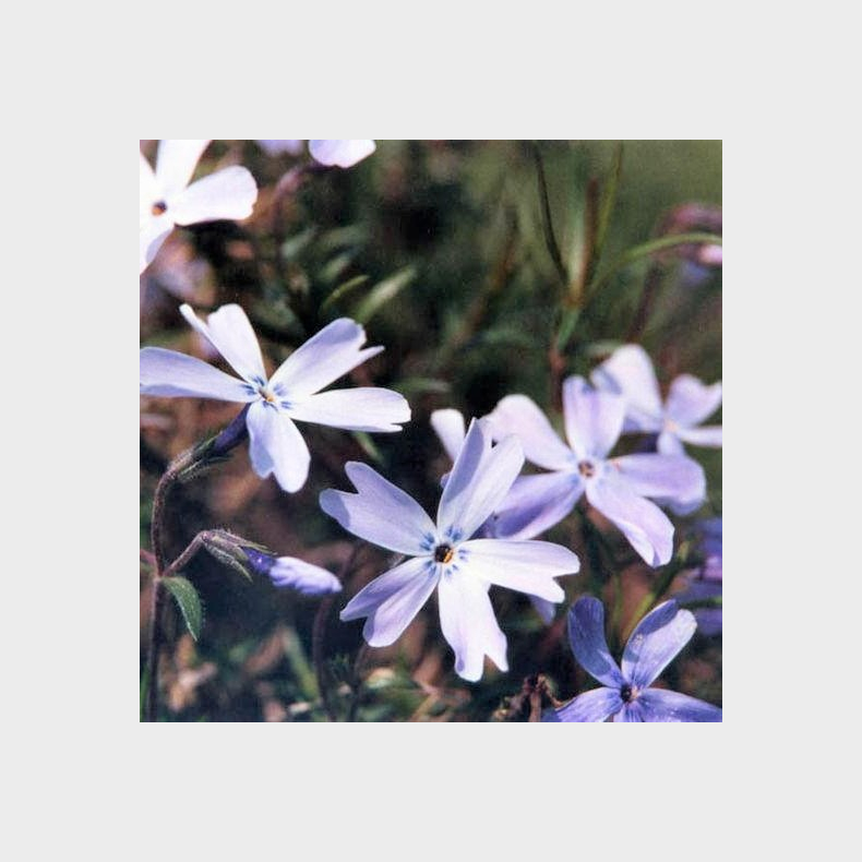 Phlox subulata Oakington Blue Eyes - Lyngfloks