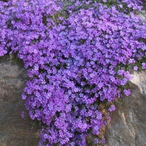 Phlox subulata Purple Beauty - Lyngfloks