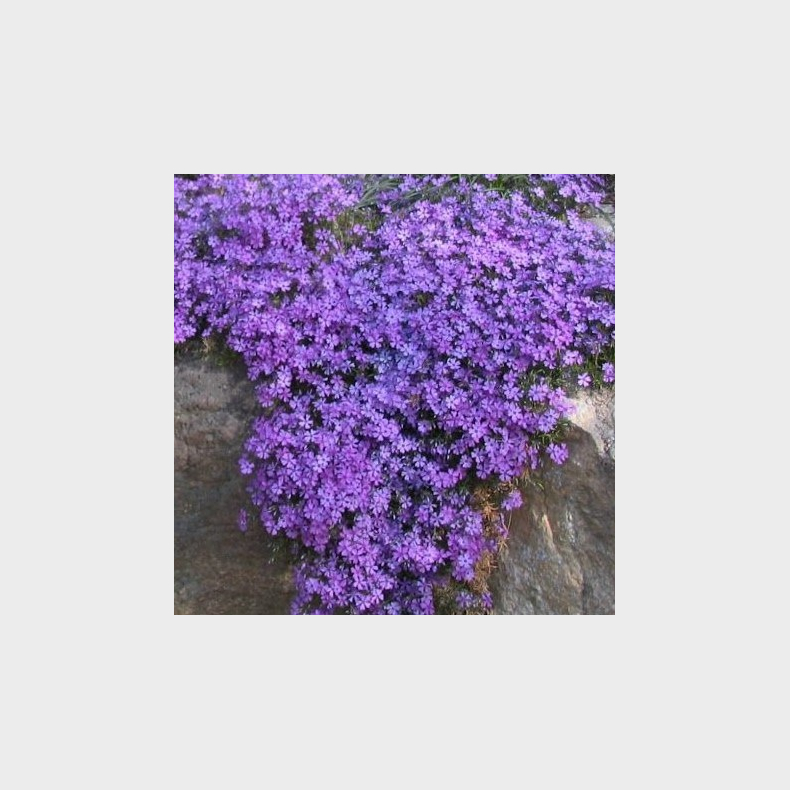 Phlox subulata Purple Beauty - Lyngfloks