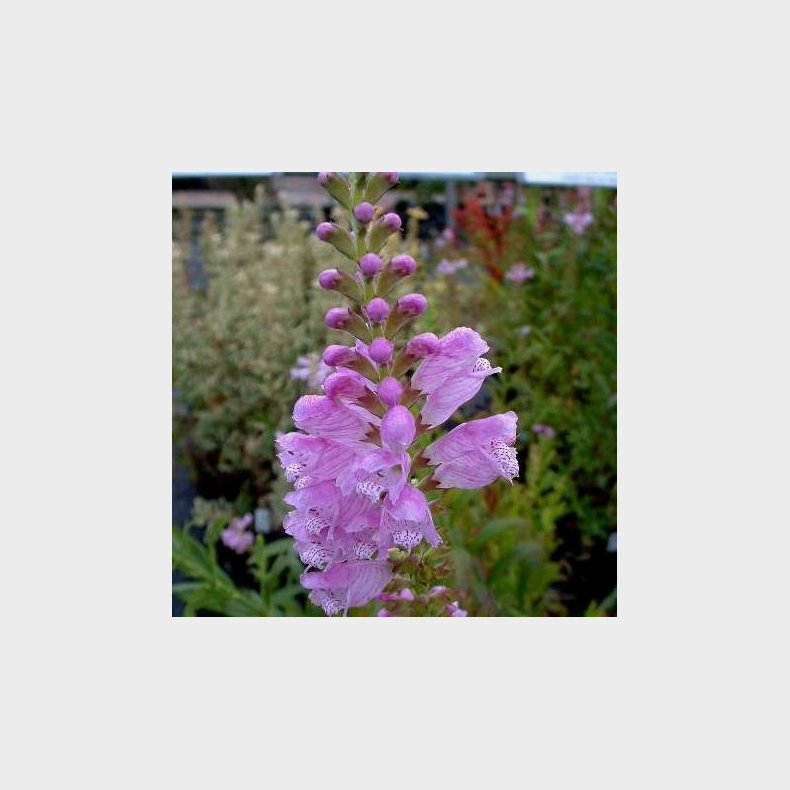 Physostegia virginiana  - Drejeblomst
