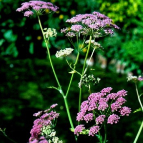 Pimpinella major Rosea - Stor Pimpinelle