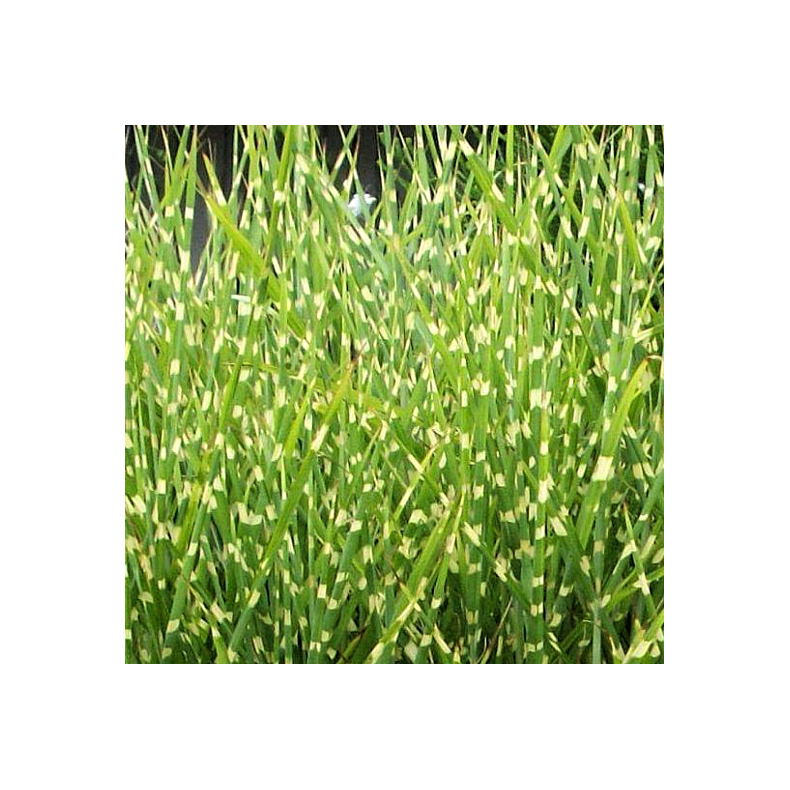 Miscanthus sinensis Pnktchen - Plettet Elefantgrs