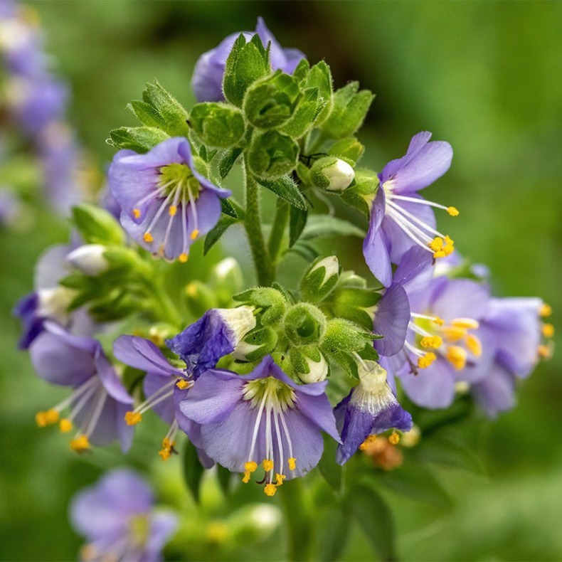 Polemonium boreale Heavenly Habit - Jakobsstige